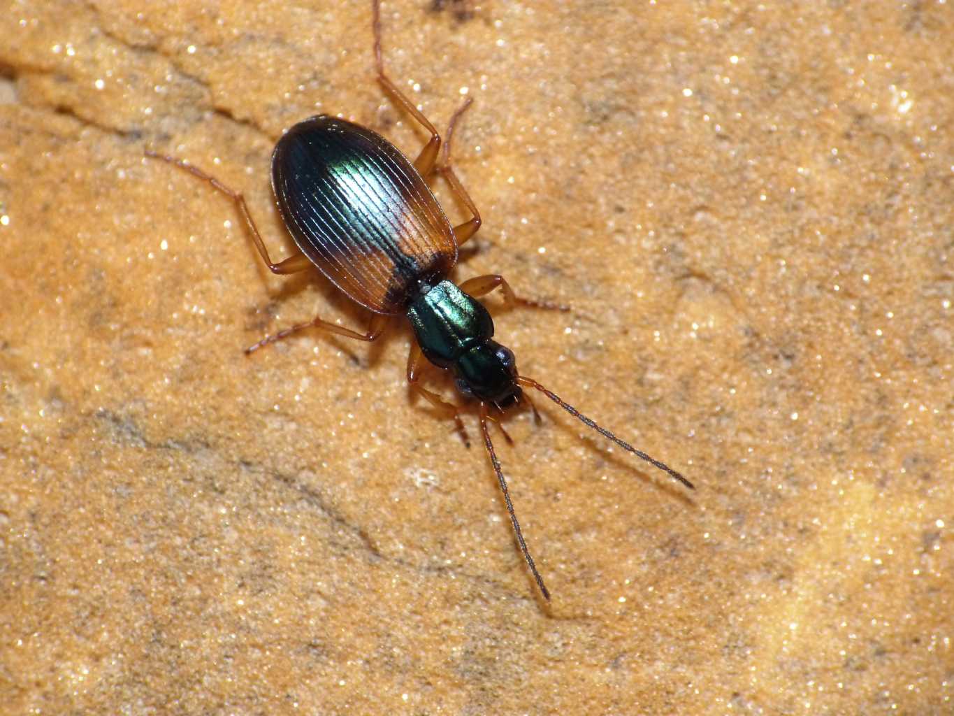 Anchomenus dorsalis (Carabidae) - Palidoro (RM)